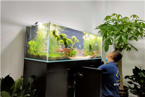 自然景觀  回歸自然 水生植物景觀 水草景觀