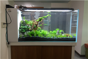 自然景觀  回歸自然 水生植物景觀 水草景觀