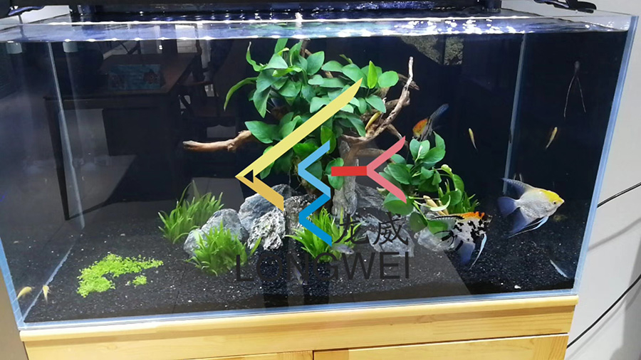 家庭客廳定做淡水草缸——龍威水族