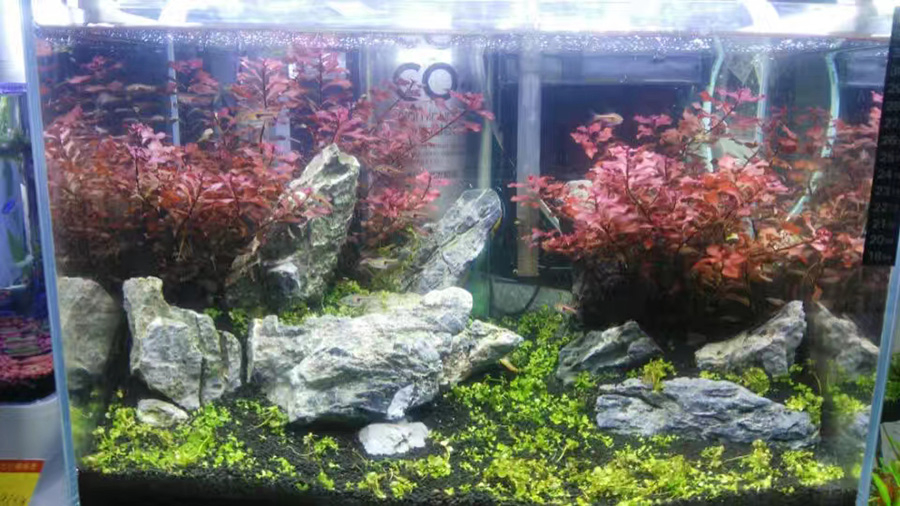 龍威水族——草缸造景案例